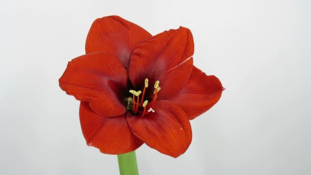 Amaryllis flor florescendo timelapse 1 — Vídeo de Stock