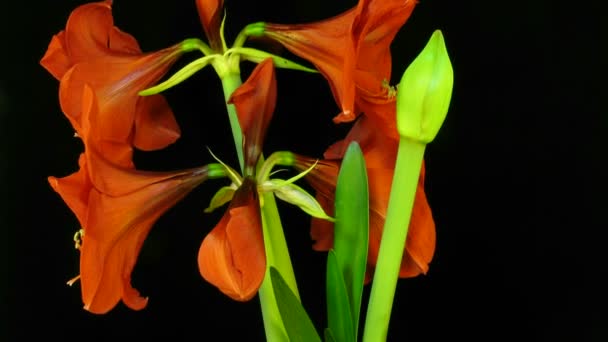 Amaryllis flor florescendo timelapse 7x — Vídeo de Stock