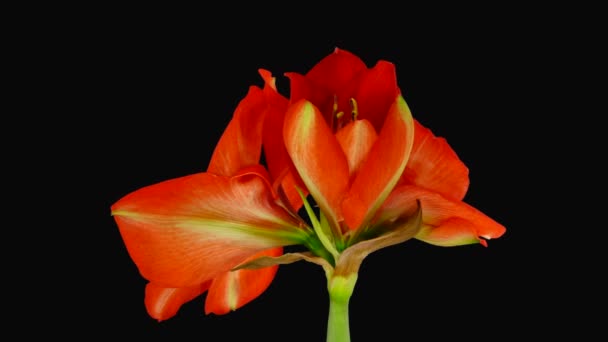 Apertura time-lapse amarillide "Leone Rosso" Fiore di Natale alpha opaco 1x — Video Stock