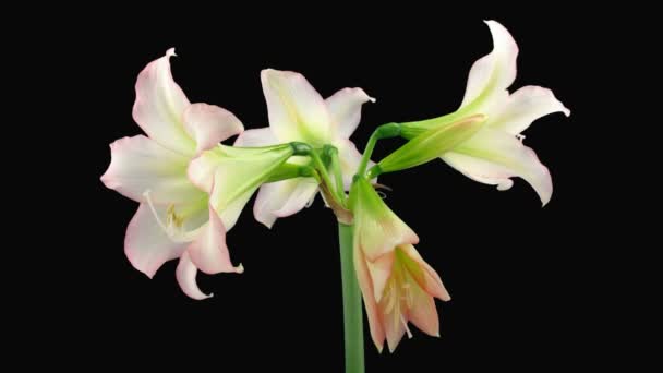 Tempo de abertura lapso branco "Trentino" amaryllis flor de Natal alfa fosco 1 — Vídeo de Stock