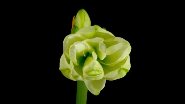 Tempo-lapso abrindo botão amaryllis branco contra fundo preto 2 — Vídeo de Stock