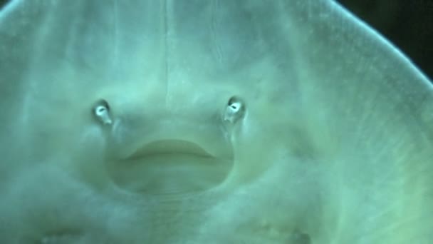 Blue Spotted Stingray 5 (Taeniura Lymna) — Wideo stockowe