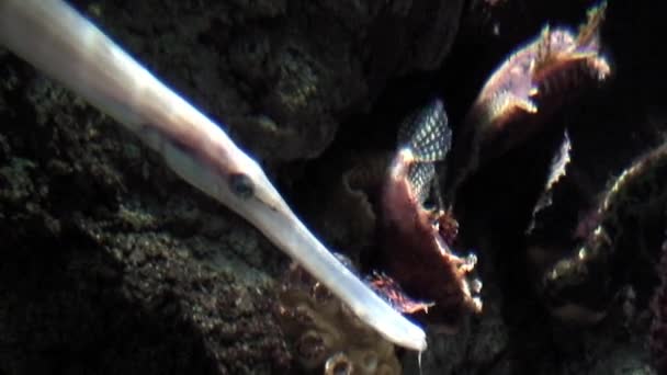 Trumpet fiskar (Aulostomus maculatus), närbild — Stockvideo