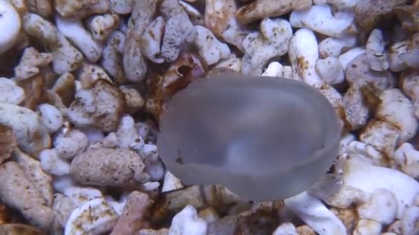 Мангровые (вверх ногами) медузы на морском дне один — стоковое видео
