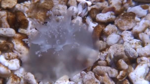 Mangrove (do góry nogami) Jellyfish na dnie morskim dwa — Wideo stockowe