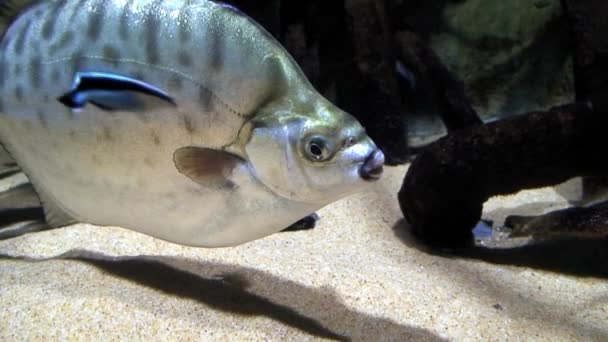 Peces en el lecho marino uno, primer plano — Vídeos de Stock