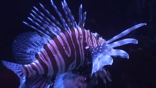 Aslan balığı (Pterois volitans) iki, yakın çekim — Stok video