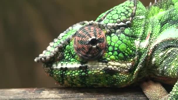 Fátyolos kaméleon (Chamaekeo calyptratus) — Stock videók