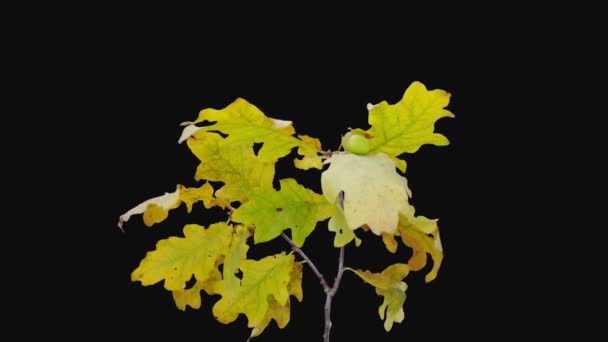 Time Lapse Drying Oak Branch Isolated Black Background — Stock Video