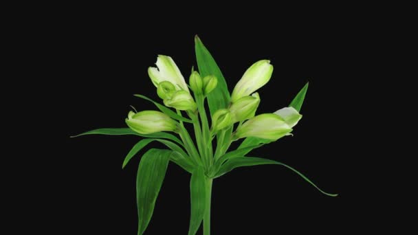 Czas Upływa Otwarcia Białego Peruwiańskiego Kwiatu Lilii Odizolowanego Czarnym Tle — Wideo stockowe