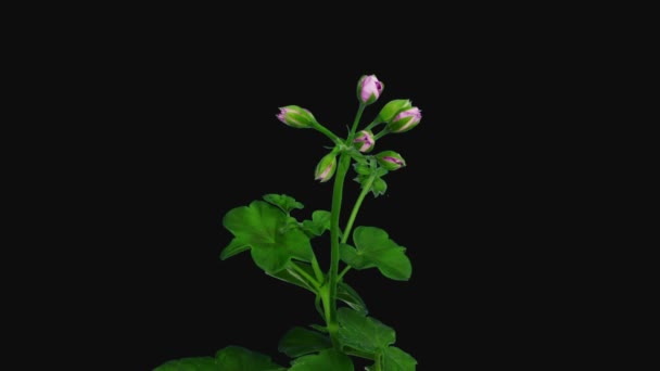 Проміжок Часу Відкриття Рожевої Квітки Пеларгонії 3B2 Ізольовано Чорному Тлі — стокове відео