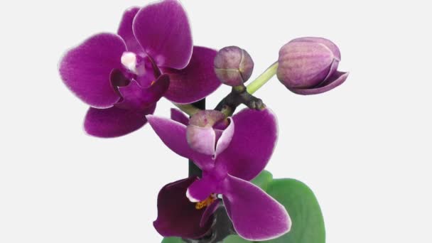 Lapso Tempo Abertura Roxo Escuro Phalaenopsis Orquídea 7F2W Isolado Fundo — Vídeo de Stock