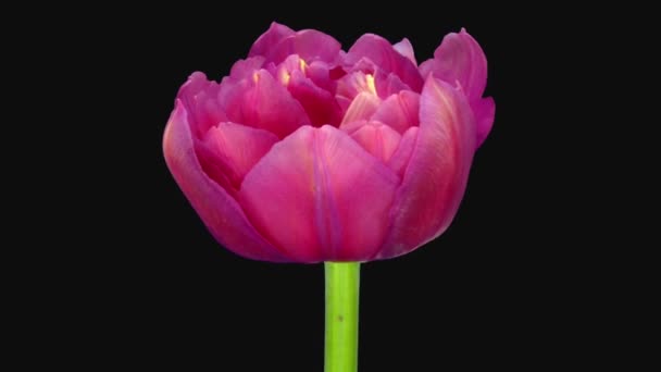 Lapso Tiempo Apertura Flor Tulipán Rosa Aislado Sobre Fondo Negro — Vídeo de stock