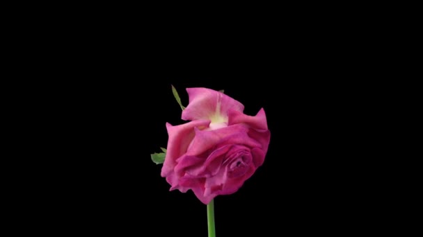 Czas Mija Umierający Różowy Attachea Róża Odizolowany Czarnym Tle — Wideo stockowe