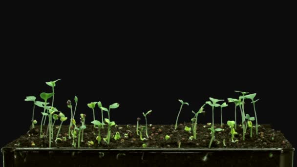 Caducidad Temporal Las Semillas Brócoli Microverdes Germinantes Aisladas Sobre Fondo — Vídeos de Stock