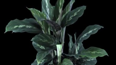 Time lapse of growing Calathea flower isolated on black background