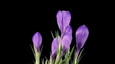 Büyüme, açma ve ölme zamanındaki sapma siyah arka planda izole edilmiş mor crocus