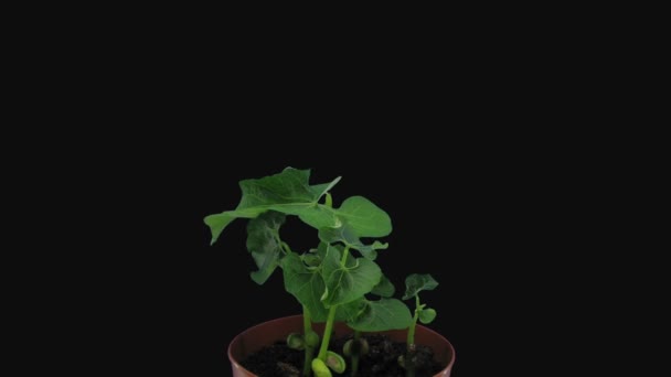 Time Lapse Growing Bean Flambo Phaseolus Vulgaris Seeds Rgb Alpha — Vídeos de Stock