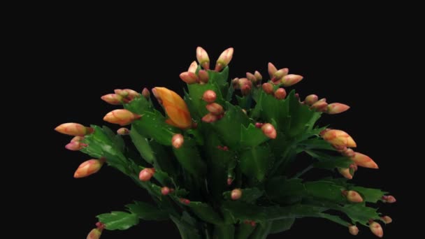 Lasso Tempo Crescita Fioritura Arancione Cactus Natale Isolato Sfondo Nero — Video Stock