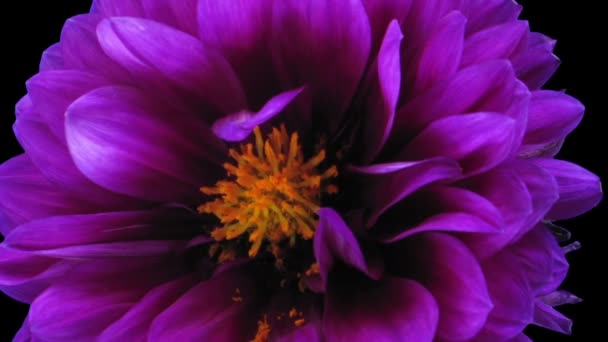 Time Lapse Dying Purple Dahlia Flower Rgb Alpha Matte Format — Vídeo de stock