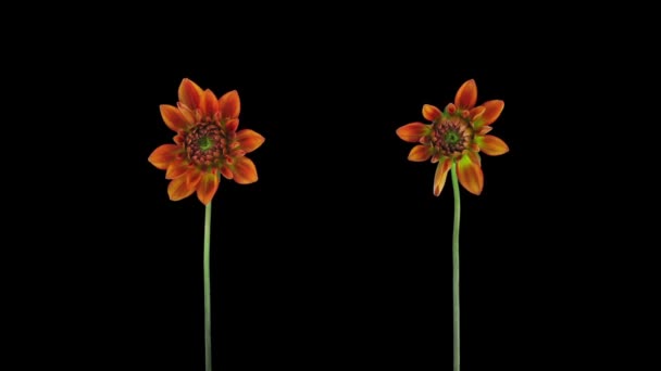 Tid Förfall Xande Och Ppnande Orange Dahlia Blommor Isolerad Svart — Stockvideo