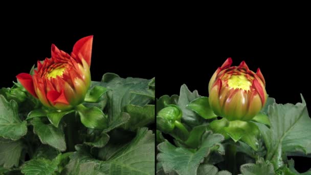 黒の背景に隔離された赤いダリアの開花の時間経過 2つの同期カメラで撮影 — ストック動画