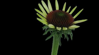 Time lapse of opening Echinacea flower isolated on black background