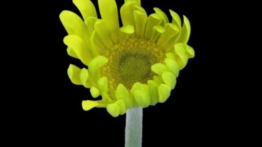 Sarı gerbera çiçeğinin ALPHA mat biçiminde açılması zaman aşımı siyah arkaplanda izole edildi