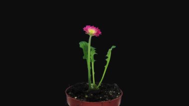 Pembe Gerbera 'nın açılışı siyah arkaplanda izole edildi