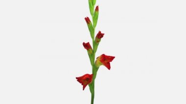 Beyaz arkaplanda izole edilmiş melez gladiolus çiçeğinin zaman aşımı