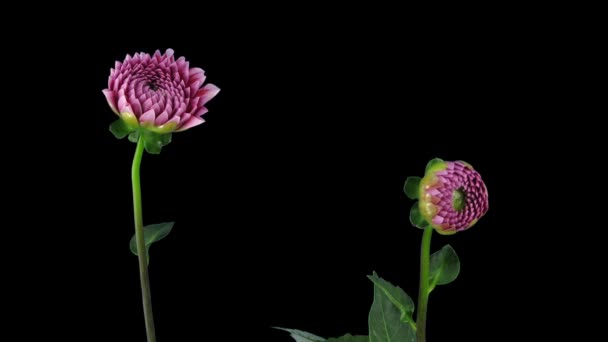 Tidsförlopp För Öppning Röd Vit Dahlia Isolerad Svart Bakgrund — Stockvideo