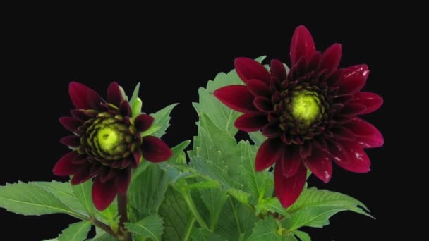 Time Lapse Opening Red Dahlia Flower Isolated Black Background — Vídeo de stock