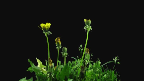 開花の時間経過黒地に孤立したタンポポの花 — ストック動画