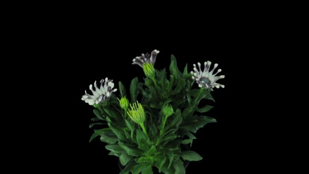 Čas Vypršení Otevření Deště Daisy Květiny Izolované Černém Pozadí — Stock video