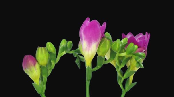 Time Lapse Opening Pink Freesia Bouquet Isolated Black Background — Video