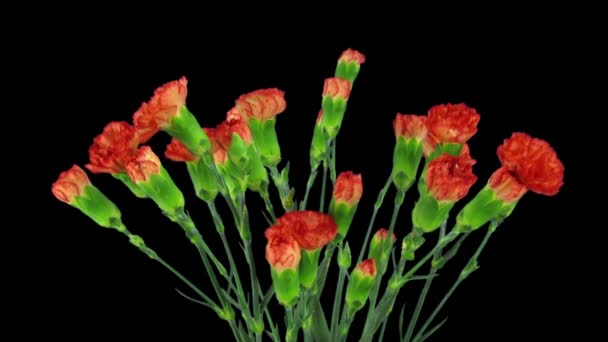 Caducidad Del Crecimiento Apertura Flor Roja Dianthus Aislada Sobre Fondo — Vídeos de Stock