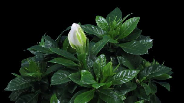 Čas Vypršení Otevření Gardénie Květiny Izolované Černém Pozadí — Stock video
