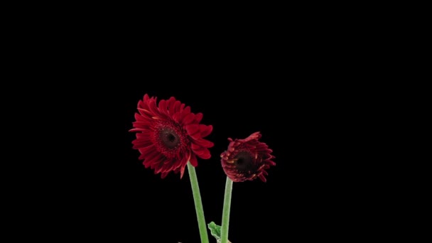 Time Lapse Growing Opening Red Gerbera Flower Isolated Black Background — Stock Video