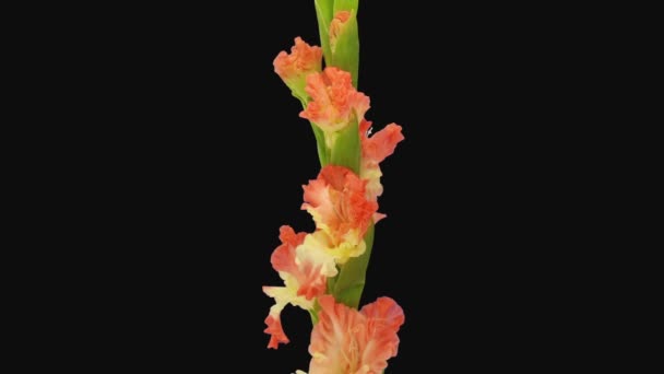 Time Lapse Opening Orange Yellow Gladiolus Ambassador Flower Rgb Alpha — Vídeo de stock
