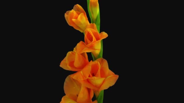 Lasso Tempo Apertura Fiore Gladiolo Arancione Isolato Sfondo Nero — Video Stock