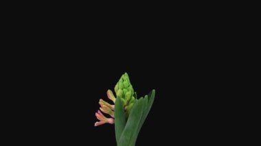 Time lapse of growing and opening red hyacinth flower in RGB + ALPHA matte format isolated on black background