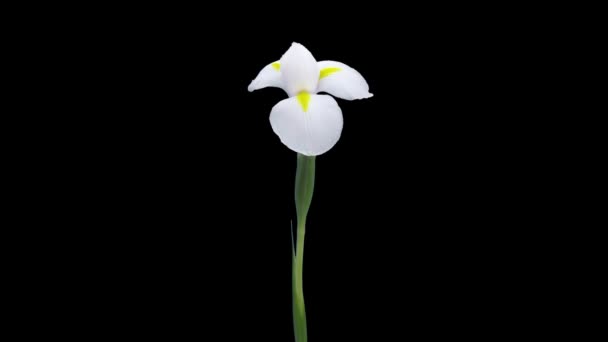 Time Lapse Opening Dying White Iris Flower Isolated Black Background — Video