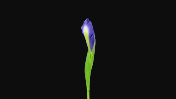 Час Відкриття Синього Кольору Жовтими Квітками Айріс Ізольованими Чорному Тлі — стокове відео