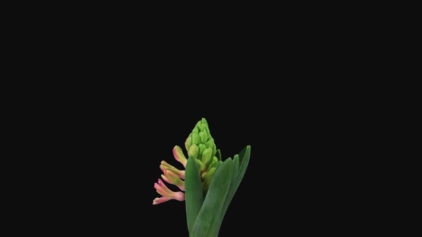 Time Lapse Growing Opening Red Hyacinth Flower Rgb Alpha Matte — Vídeo de stock