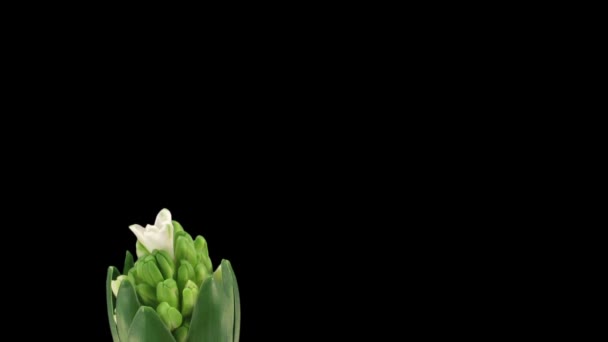Time Lapse Growing White Hyacinth Christmas Flower Isolated Black Background — Stock Video