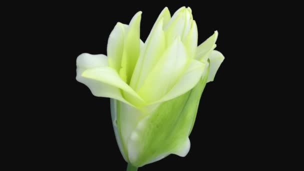 Проміжок Часу Відкриття Жовтої Квітки Лілії Ізольовано Чорному Фоні — стокове відео