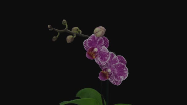 Lapso Tempo Abertura Rosa Branco Phalaenopsis Orquídea Isolada Fundo Preto — Vídeo de Stock