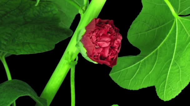 Časová Prodleva Kvetoucí Červené Plněné Sladové Alcea Rosea Květiny Izolované — Stock video
