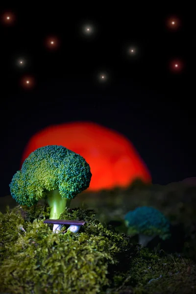 Brokoli ağaç sunset — Stok fotoğraf