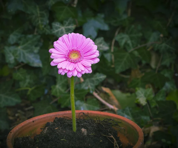 Kwiat w doniczce ceramiki — Zdjęcie stockowe